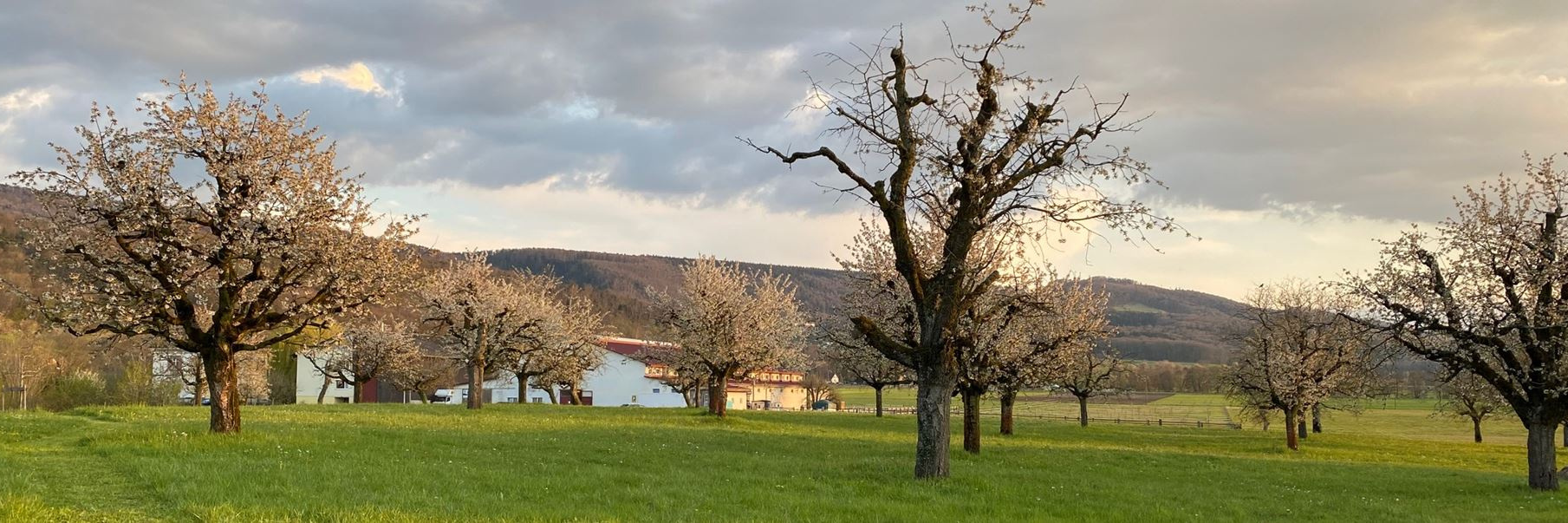 Rodersdorfer Wiese mit Bäumen