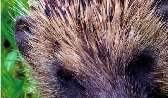 Igel