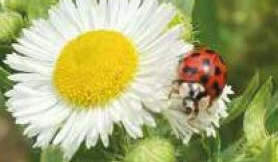 Neophytentag Bild Neophytentag Bild