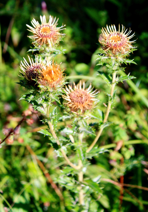 Golddistel Golddistel