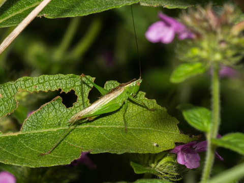 Langflüglige Schwertschrecke Langflüglige Schwertschrecke