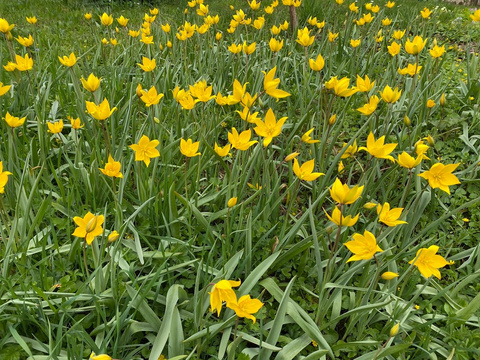 Blumenwiese Blumenwiese