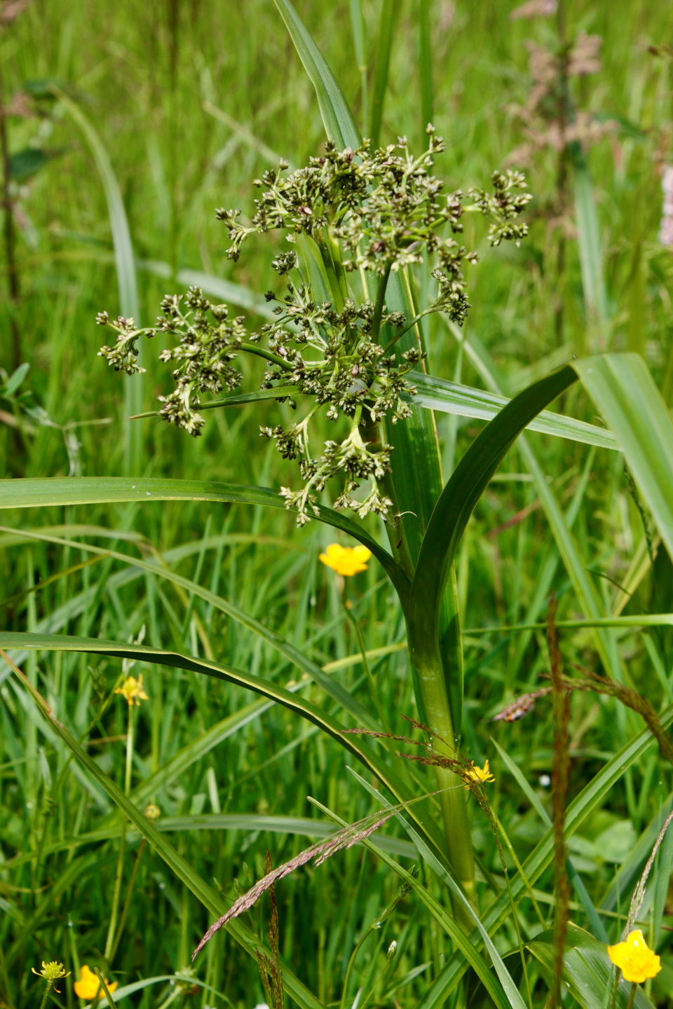 Waldmarbel Waldmarbel