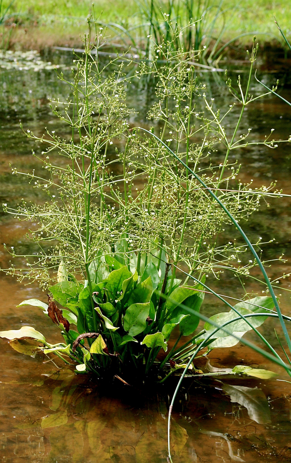 Froschlöffel Froschlöffel